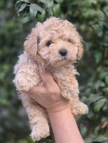 sirin itler: Pudel, 2 ay, Erkek — 1