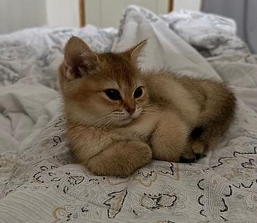 it balaları: Qızıl şinşilla, Dişi, Yaxşı əllərə, Ünvandan götürmə — 10