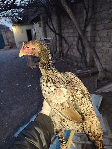 Другие с/х животные: Куриные цыплята, Для разведения — 2