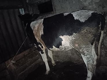10 aylıq smental düyə Südqara/alaca inək satılır. Xüsusiyyətlər: -