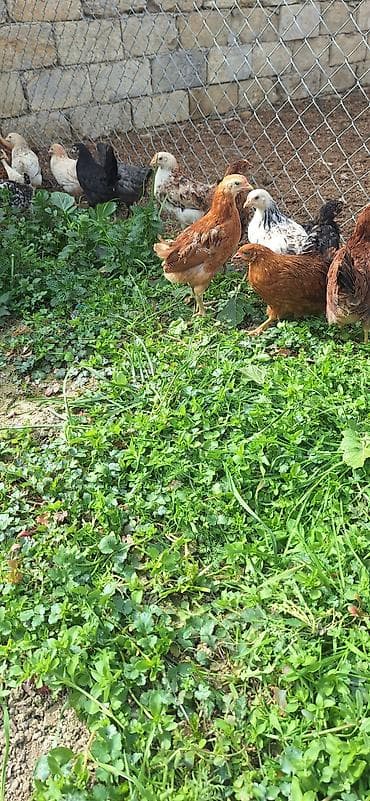 toyuq sortlari: Toyuq cücələri, Damazlıq, Ödənişli çatdırılma — 2