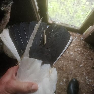 pavlin goyərcin: Qara boyun deste qara quyruq erkek mayad 2- birlikde 30 azn 1 eded — 10