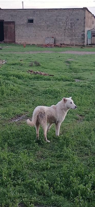naxcivan it elanlari: Qurdbasar, 5 ay, Dişi, Peyvəndli, Ödənişli çatdırılma — 8