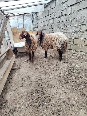 quba heyvan satışı: 2 əlkey qala qoçu Qurbanligada yarıyır tumluğada əldə saxlanılıb arpa — 3