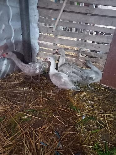 qaz erkek: 6 aylıq Təmiz qan lavandalar satılır. 2 erkəy 2 dişi — 2