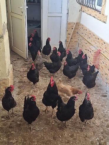 yumurtlayan toyuqlar satilir: Toyuq, Yumurtalıq — 3