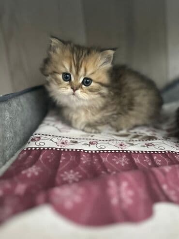 Cadillac: Şinşilla — 1