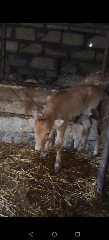 xasqi balasi: Satılır: inək və balasi isteyen zeng vursun 0707542181 — 2