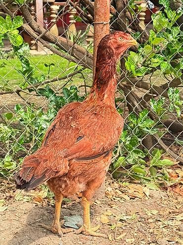 yapon xoruzları: Her qiymete var — 9