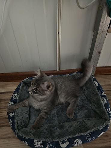 Лежанки: 🐱 Şotland pişiyi satılır ✨ Şirin və baxımlıdır 🥰 📦 Üstündə olan — 2