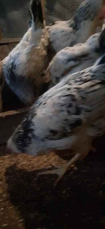 Qazlar: Toyuq, Yumurtalıq, Ünvandan götürmə — 3