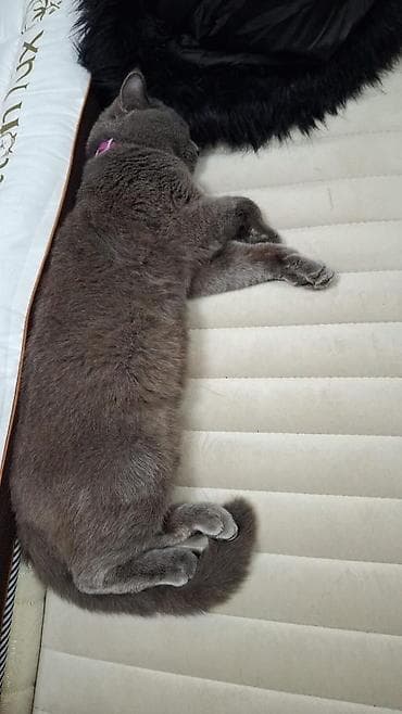 Quşlar: Britan, Erkək, Yaxşı əllərə, Ünvandan götürmə — 6