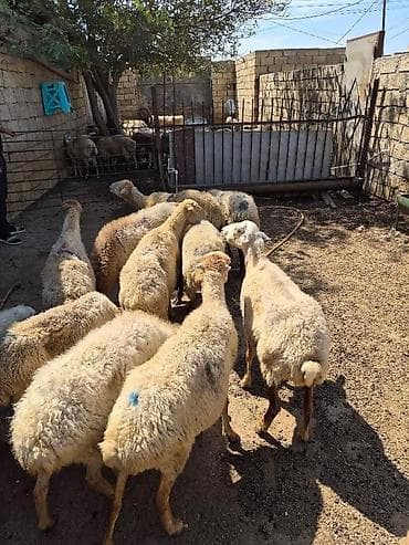 bərdə mal bazarı: Qoyun sürüsü – ət və damazlıq üçün - Şəkillərdə olan — 2