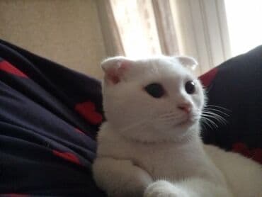 İtlər: Şotland yastı qulaq, Erkək — 4