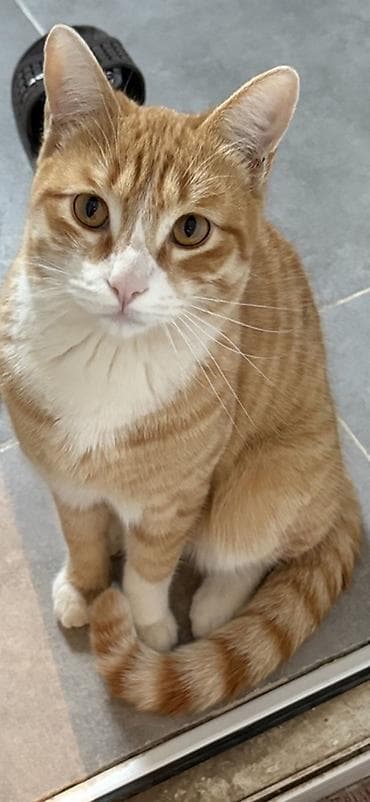 Tabbi, Erkək, Yaxşı əllərə, Ünvandan götürmə lalafo.az -da Tabbi, Erkək, Yaxşı əllərə, Ünvandan götürmə