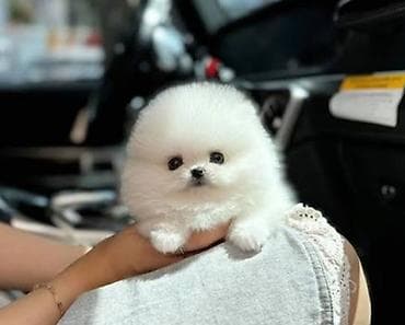 heyvan qirxan: Şpitz, 2 ay, Sənədli — 1