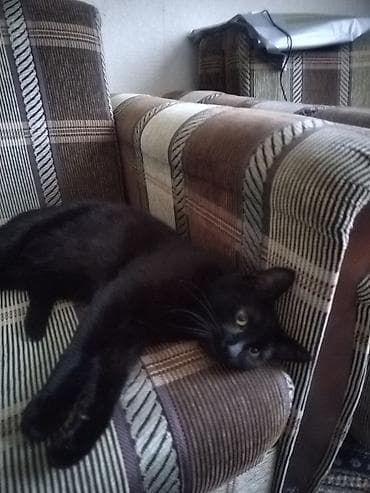 pişiyler: Qara ev pişiyi – mehriban və sakit xasiyyətli - Rəng: tam qara — 2