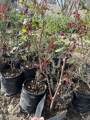 beqonya gulu: Qırmızı qızılgül kolları – torf kisələrində yetişdirilmiş, calaq — 3