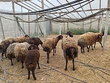 pomeranian dişi: Dişi, Qala, il: 1, 50 kq, Damazlıq, Ünvandan götürmə — 3