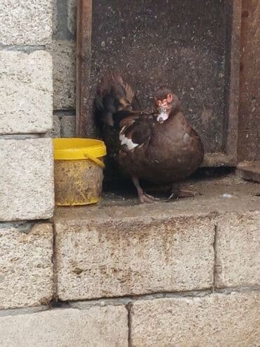 xacmazda satilan inekler: Самка, | Lal ordek, Для мяса, Платная доставка — 3