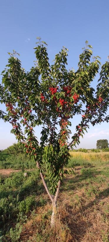 xacmaz torpag: 93 sot, Kənd təsərrüfatı — 11