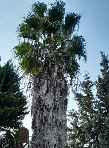 Vaşinkton palma satılır lalafo.az -da Vaşinkton palma satılır