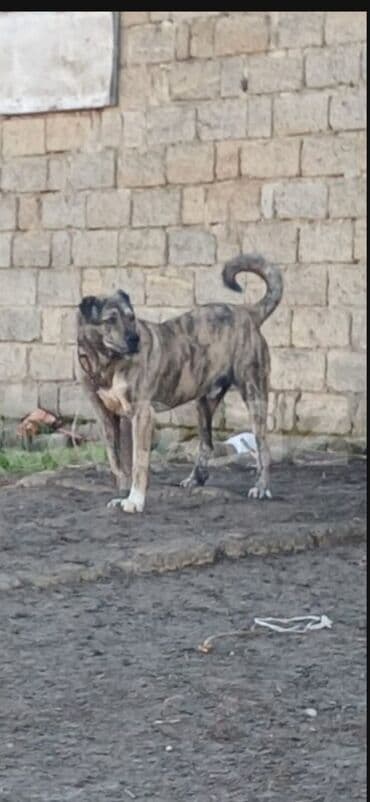 it davası: Qurdbasar, 2 il, Erkek, Peyvəndli, Pulsuz çatdırılma — 1