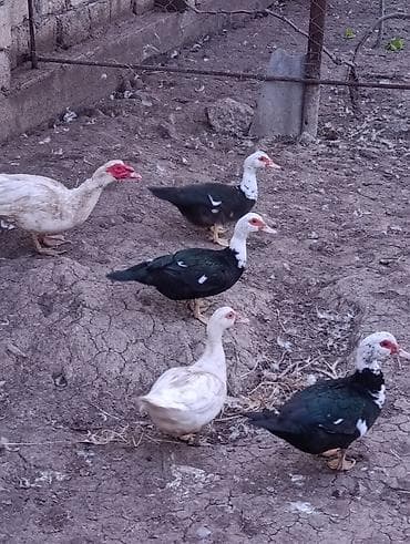 www.toyuq ve cuce yem qablari: Əlaqə üçün vatsapa yazın lal yerli Pekin ördəklər. Erkəkli dişili 210 — 1
