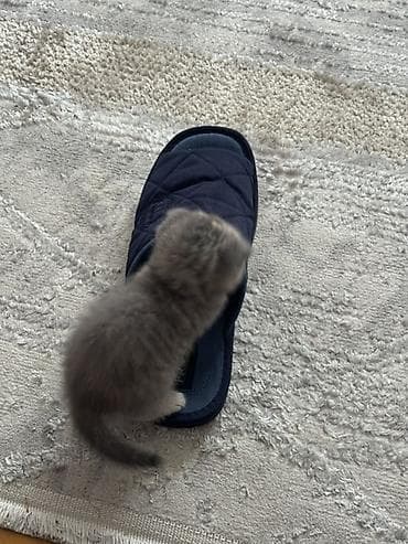 qurd basan: Şotland — 5