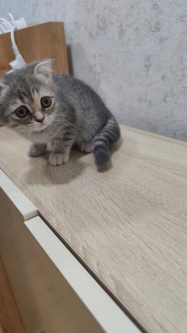 pulsuz pişik balaları 2023: Şotland, Dişi, Yaxşı əllərə, Ünvandan götürmə — 2