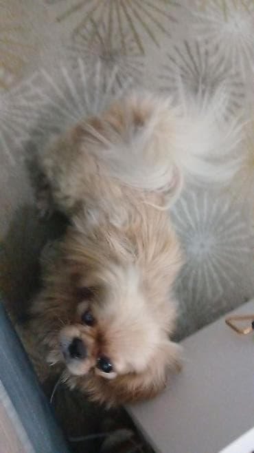 it: Pekines — 4