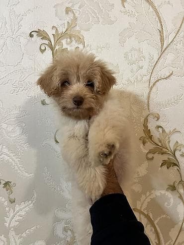 Malta bolonka, 2 ay, Dişi