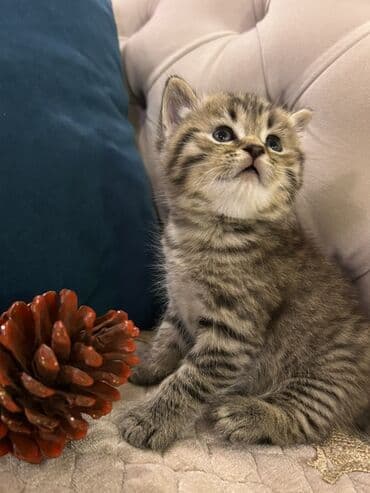 pişik satışı ucuz: Britan, Erkək — 1