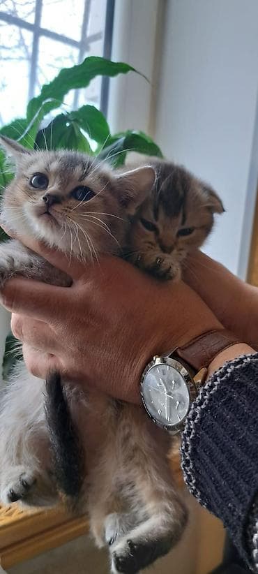 Paltar tikişi: Dekor məhsulları — 8