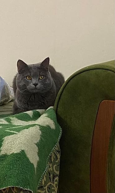 Erkək, Cütləşmə üçün, Pulsuz çatdırılma lalafo.az -da Erkək, Cütləşmə üçün, Pulsuz çatdırılma