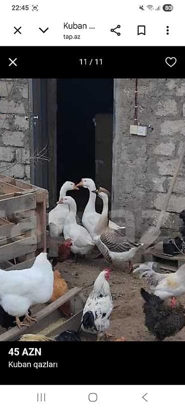 Digər kənd təsərrüfatı heyvanları: Kuban qazları – 45 AZN • Cins: Kuban • Rənglər: ağ və boz-qəhvəyi — 1