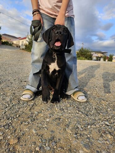 itler bala: Kane-Korso, 3 ay, Erkek, Peyvəndli, Ünvandan götürmə, Ödənişli çatdırılma — 4
