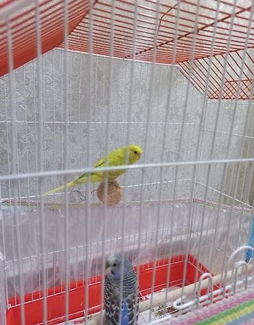 Tutuquşular köç ile əlaqədar satilir.İkisi birlikde+ qefes ve