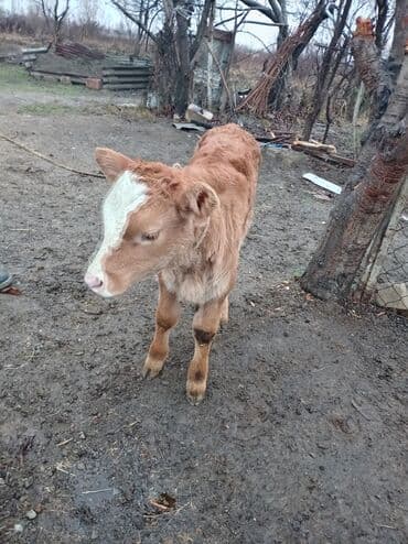 pudel satisi: Salam gördüyünüz inək satılır. Altında erkək simental balası var.real — 2