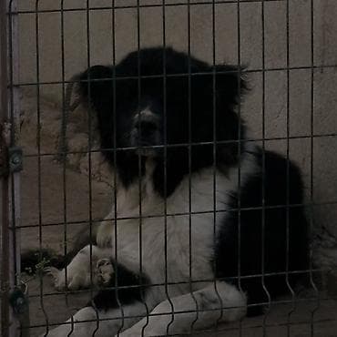 Qafqaz çoban iti, 3 il, Erkek