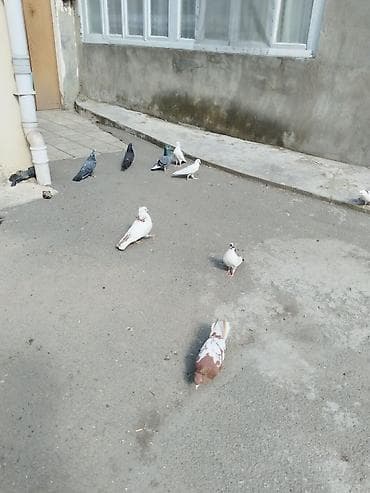 aksolotl satışı: Satılır tərcitmə quşlar 30 quş gəncə 150 manat — 6