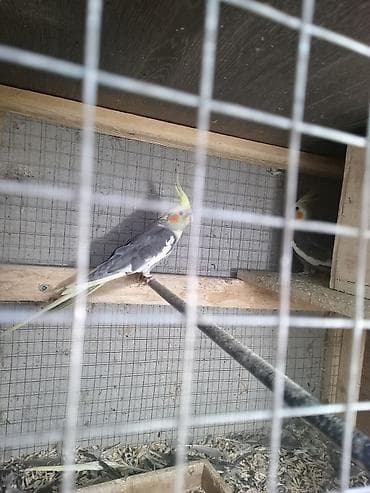 pişik erkek: Korellalar 2 ədəd ərkeydilər tam sağlam cütə hazır barter edilir dişi — 5