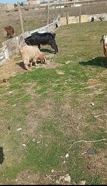 Digər heyvanlar: 4 baş bir yerdə qiymət 640 — 2