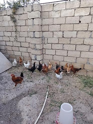 qırt toyuq: Xarkov, yumurtluyan fərəler, beçəler Xoruzlar var serebist toyuqlar — 4