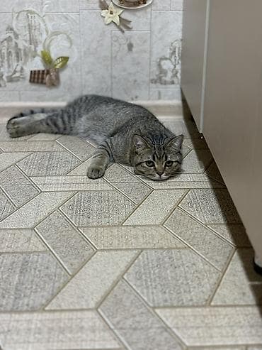 Tabbi — 2