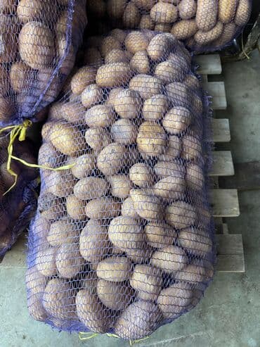 Варенье: Toxum və iri kartof satılır — 3