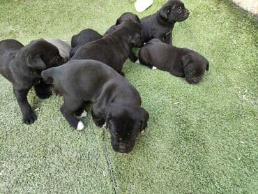 кане корсо цена: 1 ay, Peyvəndli, Ünvandan götürmə, Pulsuz çatdırılma, Ödənişli çatdırılma — 23