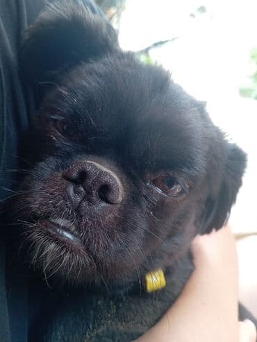 dişi itlər: Pekines, 2 il, Dişi, Cütləşmə üçün — 3