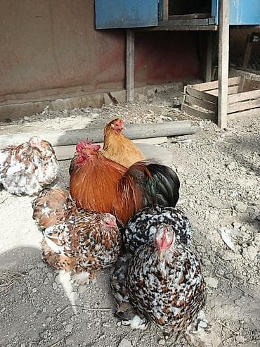 Бараны, овцы: Курица, Для разведения, Доставка в районы — 3