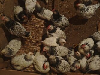 sultan toyuqlar: Satılır: 2 Ayliq Selebrsiz Cuceleri /toyuqlar qrupu Sağlam və baxımlı — 9